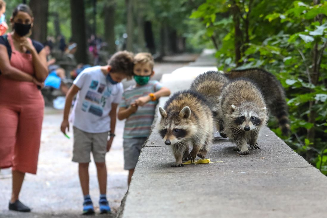 Photos of raccoons who live in Riverside Park